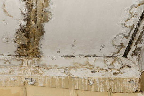 Reliable Berlin, NH Mold Inspection, Removal & Remediation Solutions